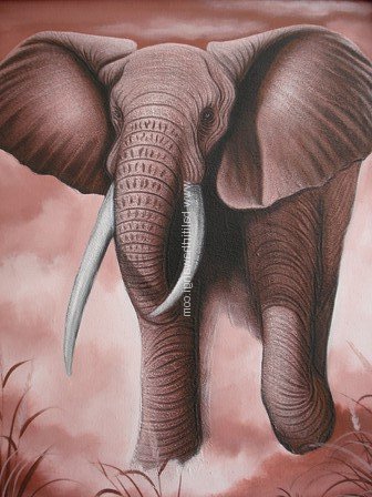Elephant<br>MR014